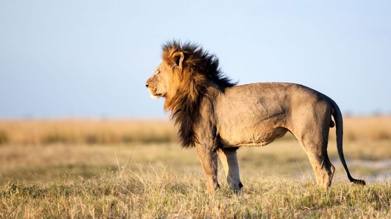 A-male-lion-the-King-of-the-Africa-bush