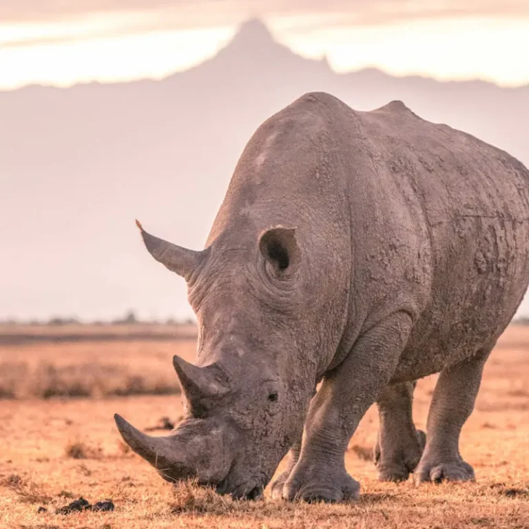 Destinations-Ol-Pejeta-Rhino-2-800x800