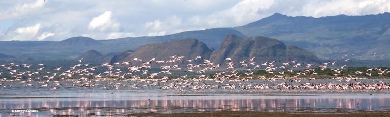 flamingosflying2
