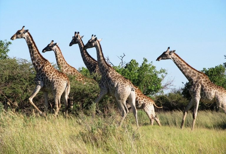 giraffen-im-moremi-reserve