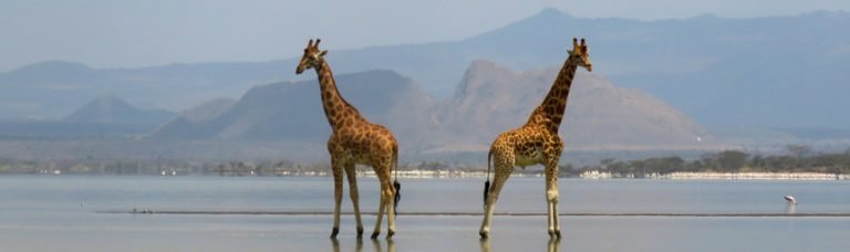 giraffes
