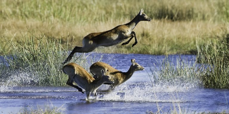 linyanti-2011-07-049