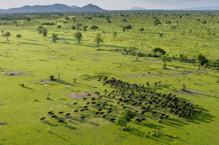 nyerere np