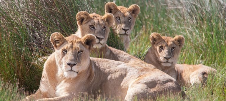 ruaha