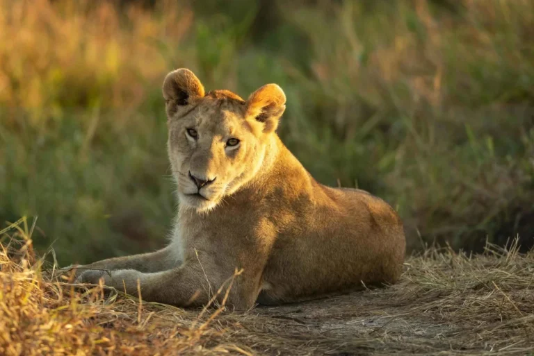the-greatest-9-days-tanzania-wildlife-safari-package-3830371