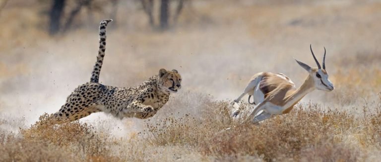 Etosha National Park