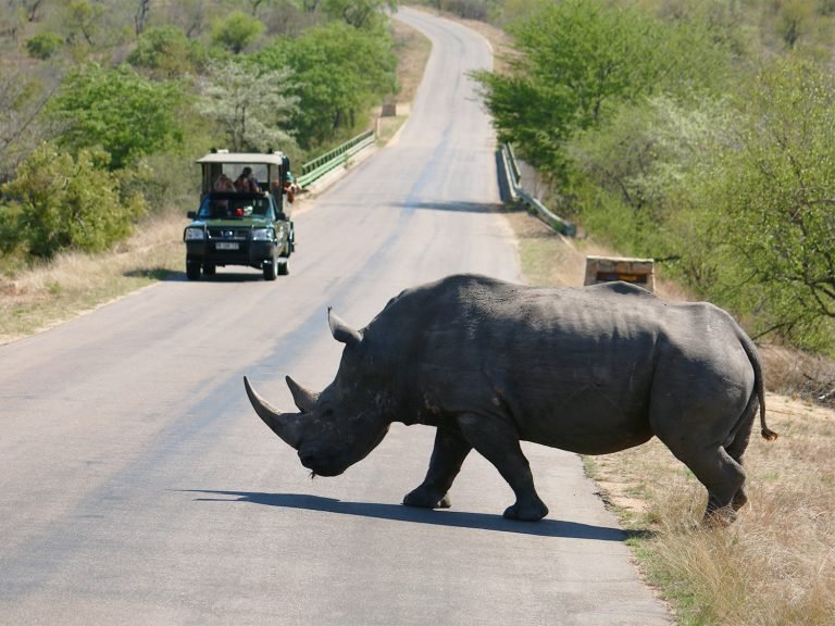 Kruger Safari Experience