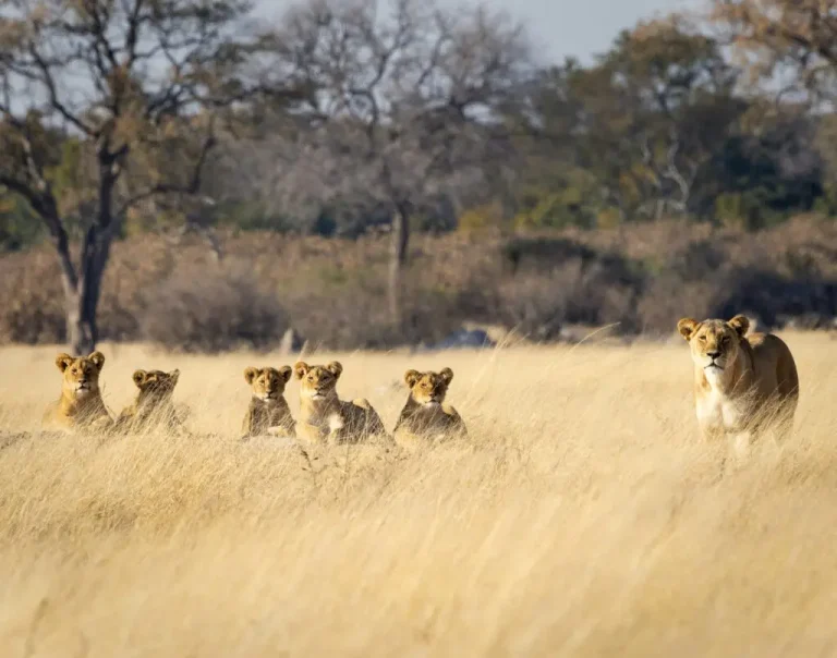 Lions-Seen-on-Safari-in-Hwange-National-Park-Zimbabwe-1024x805