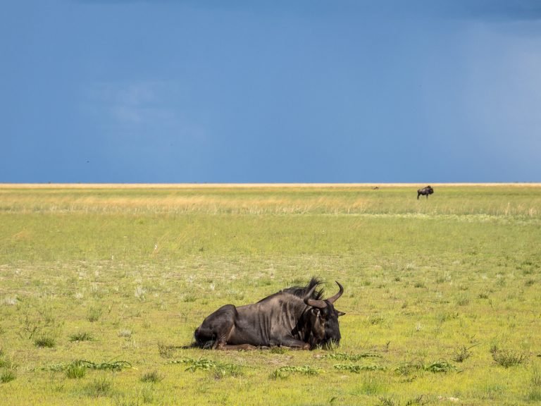 Liuwa Plain National Park