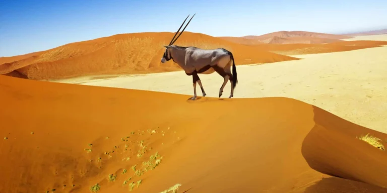 Namib-Naukluft National Park