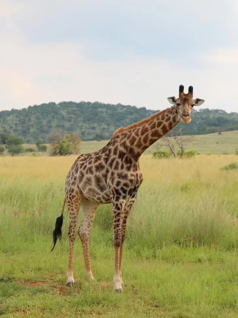South-Africa-Kruger-National-Park-giraffe