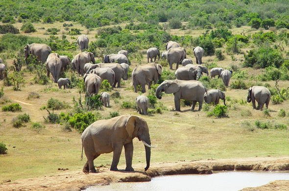 addo-elephant-national-park-elephants-590x390