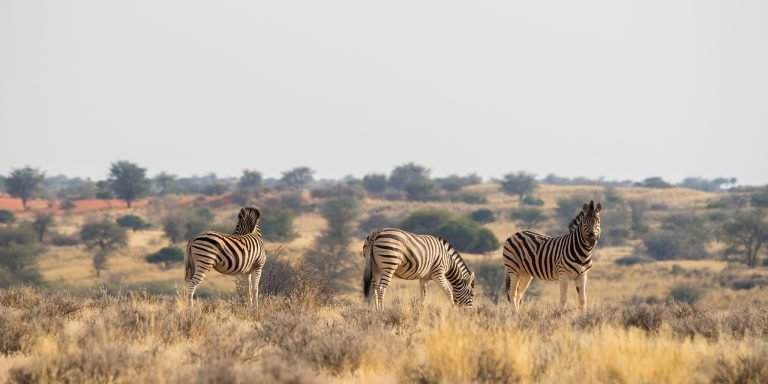 botswana