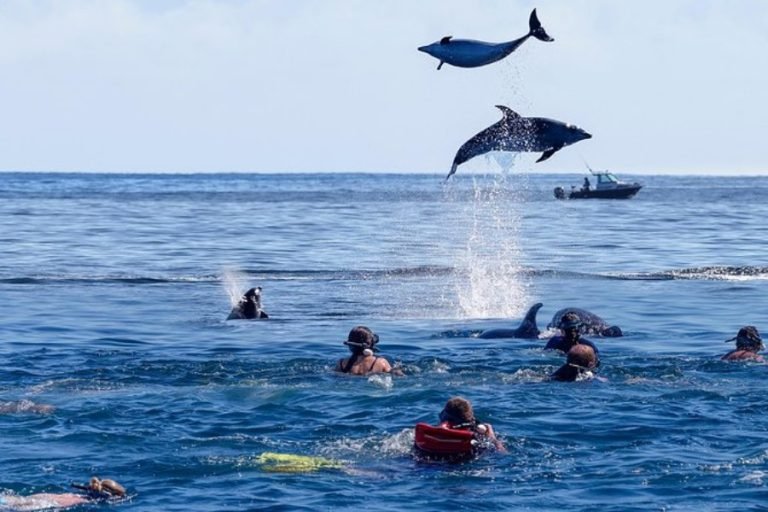 dolphins