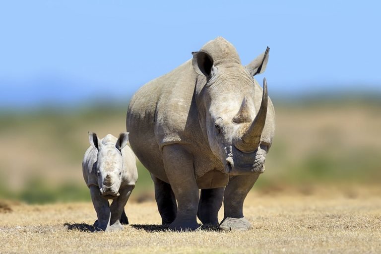 mosi-oa-tunya-rhinos