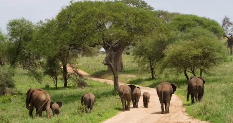 tarangire