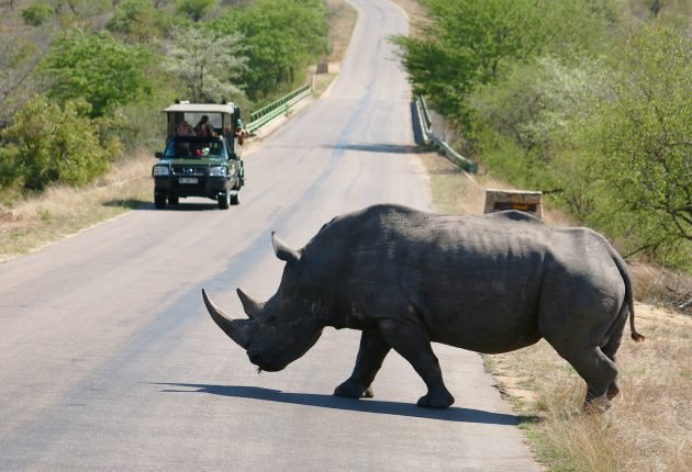 Kruger Safari Experience
