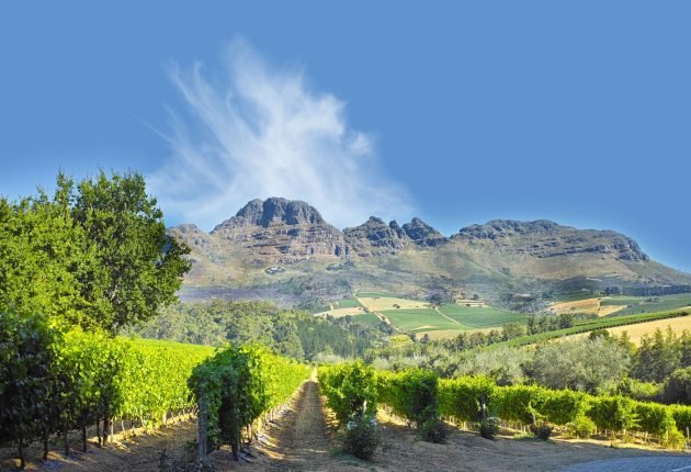17294198 - a photo of wine fields - shot near stellenbosch, western cape, south africa.