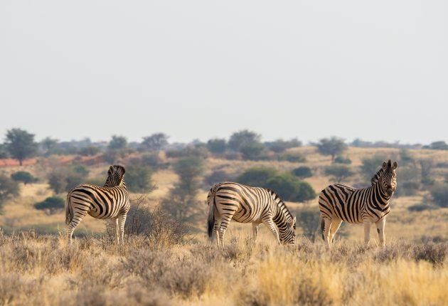 botswana